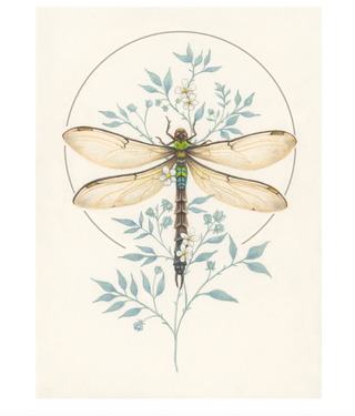 Dragonfly Study
